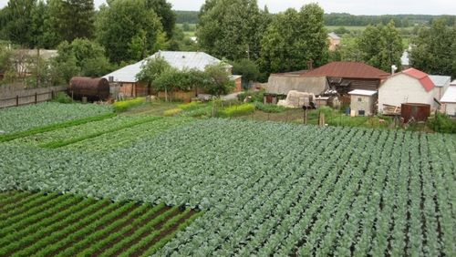 Бизнес-идеи в сельском хозяйстве