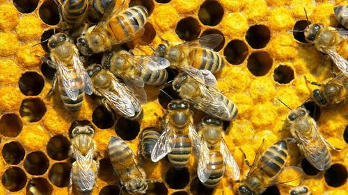Пчеловодство как бизнес: с чего начать разведение пчел в домашних условиях