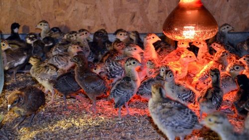 Разведение фазанов в домашних условиях для начинающих   видео