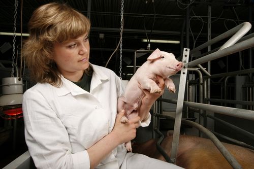 С чего начать свиноводство как бизнес и как преуспеть