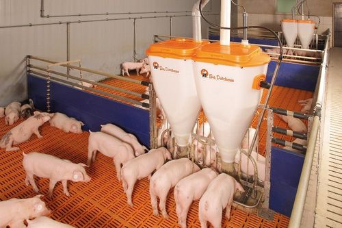 С чего начать свиноводство как бизнес и как преуспеть