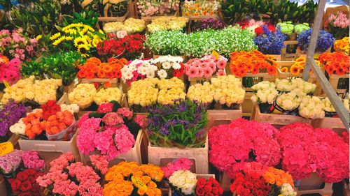 Выращивание цветов в теплице как бизнес - выгодно ли