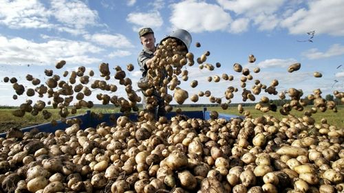 Выращивание и продажа картофеля как бизнес