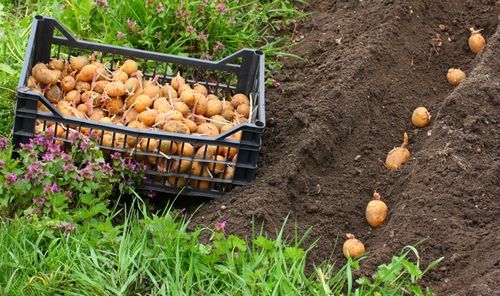 Выращивание и продажа картофеля как бизнес