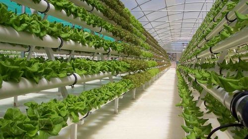 Выращивание зелени в теплице как бизнес