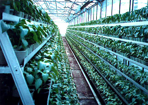 Бизнес по выращиванию зелени на продажу
