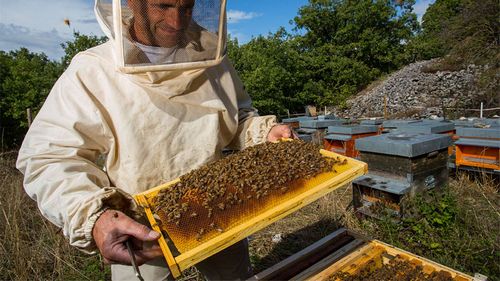Пчеловодство как бизнес: с чего начать разведение пчел в домашних условиях
