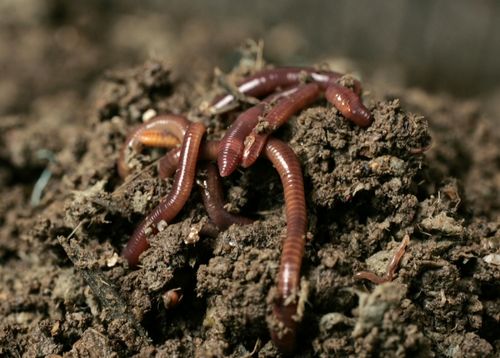 Выращивание и разведение червей как бизнес в домашних условиях   Видео
