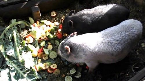 Выращивание и разведение вьетнамских свиней в домашних условиях как бизнес