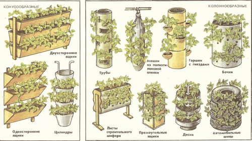 Выращивание клубники в теплице круглый год: бизнес-план